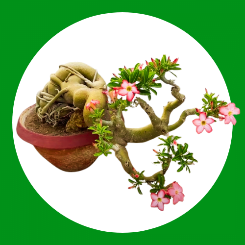 Adenium Plant