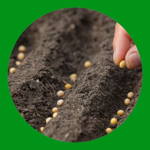 Fertilizers and Seeds