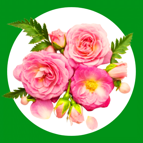 Flower Plants