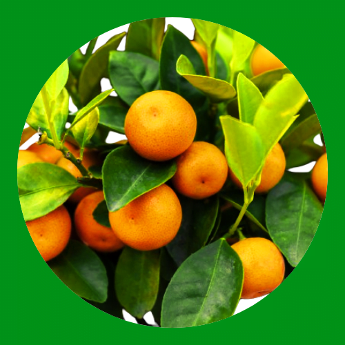 Fruit Plants