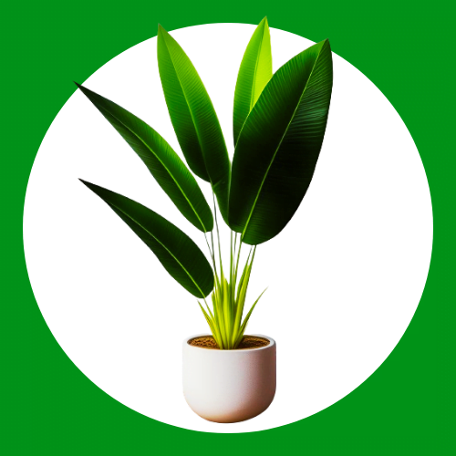 Planters