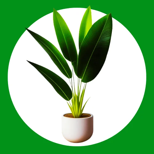 Planters